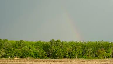 彩虹下的农田白鹭延时拍摄视频的预览图